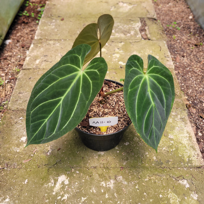 FS011-10 Anthurium Papillilaminum Hybrid