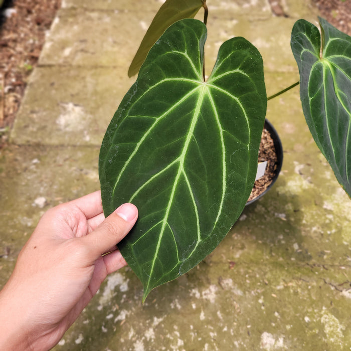 FS011-10 Anthurium Papillilaminum Hybrid