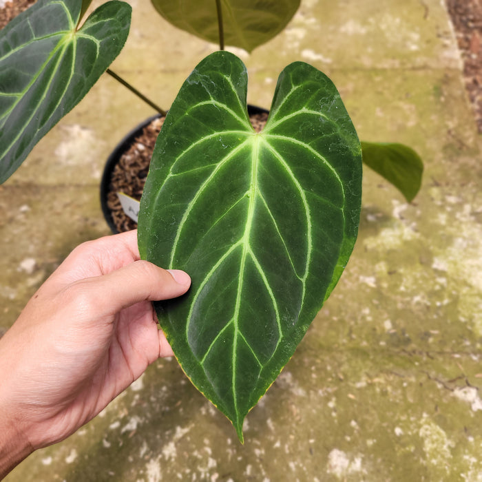 FS011-10 Anthurium Papillilaminum Hybrid