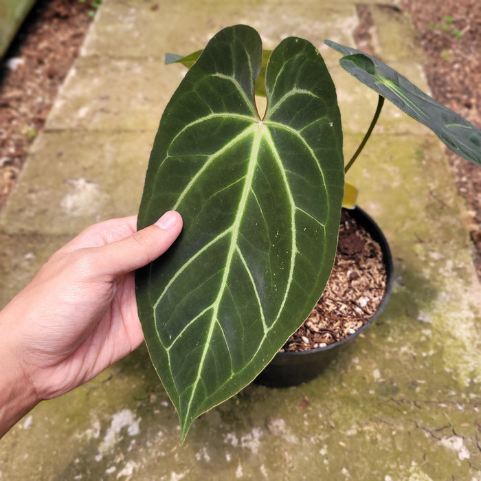 FS011-10 Anthurium Papillilaminum Hybrid