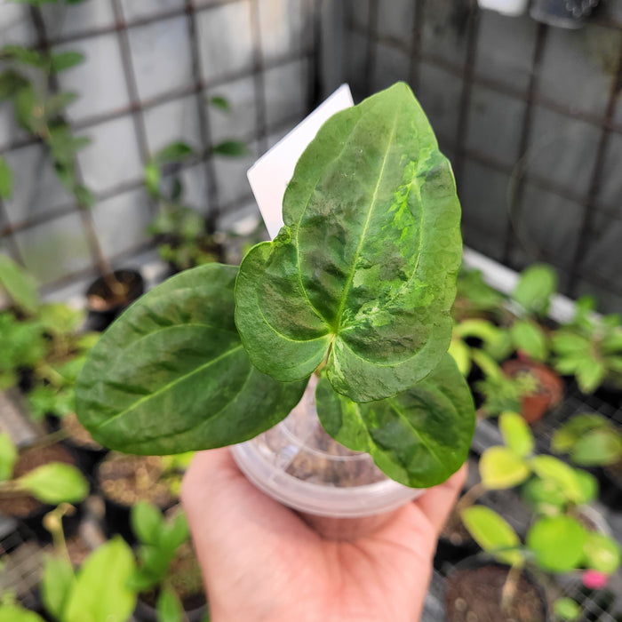 FS001-11	Anthurium Forgetii x Papillilaminum Mutation