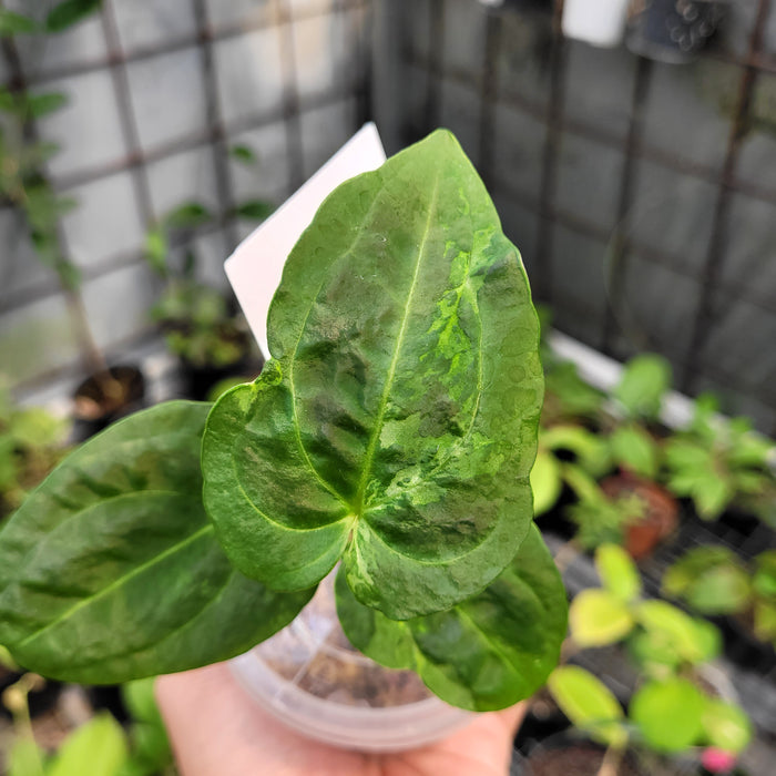 FS001-11	Anthurium Forgetii x Papillilaminum Mutation