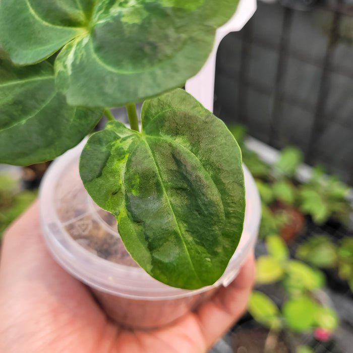 FS001-11	Anthurium Forgetii x Papillilaminum Mutation