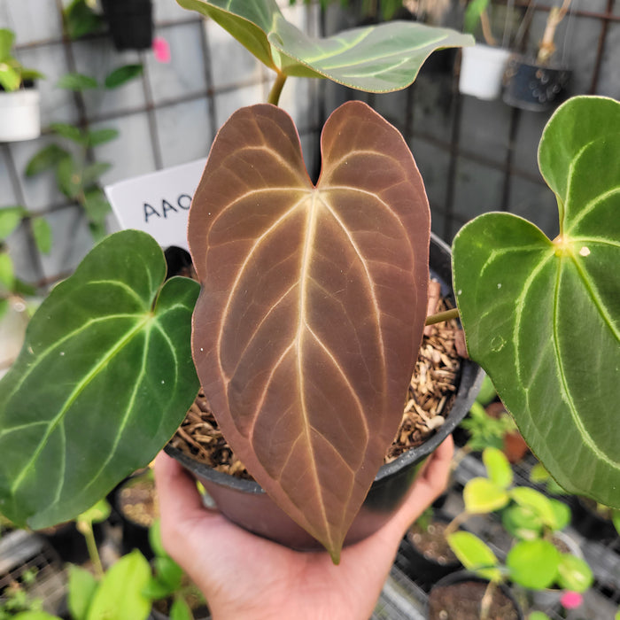 FS002-11 Anthurium Papillilaminum Legend Hybrid