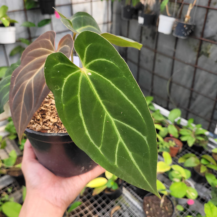 FS002-11 Anthurium Papillilaminum Legend Hybrid