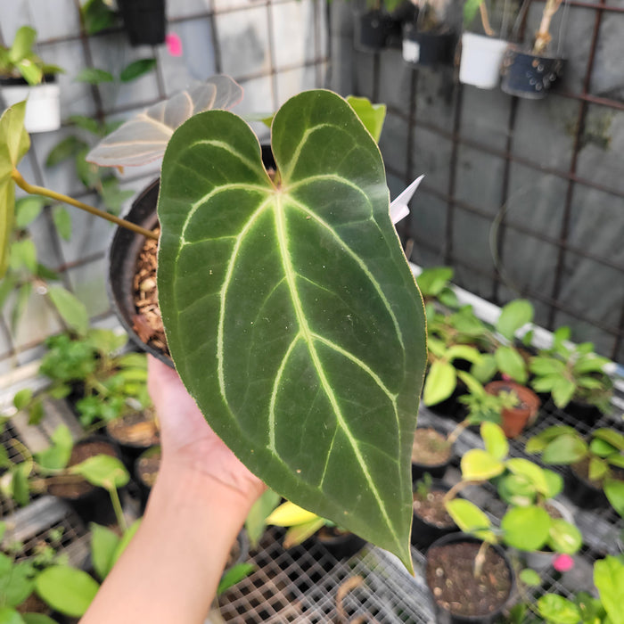 FS002-11 Anthurium Papillilaminum Legend Hybrid