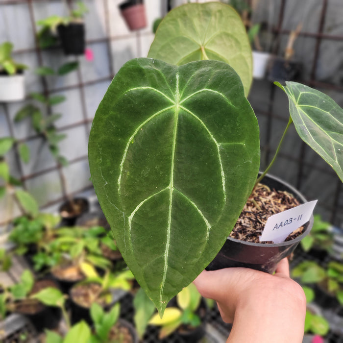 FS003-11 Anthurium Forgetii