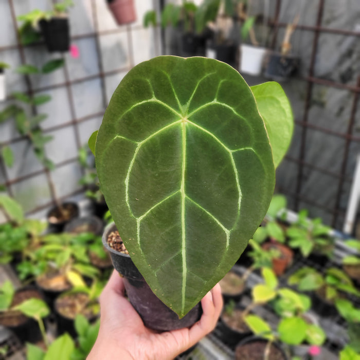 FS003-11 Anthurium Forgetii