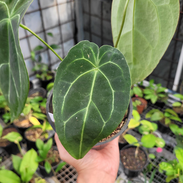 FS003-11 Anthurium Forgetii