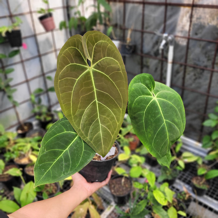 FS004-11 Anthurium marmoratum