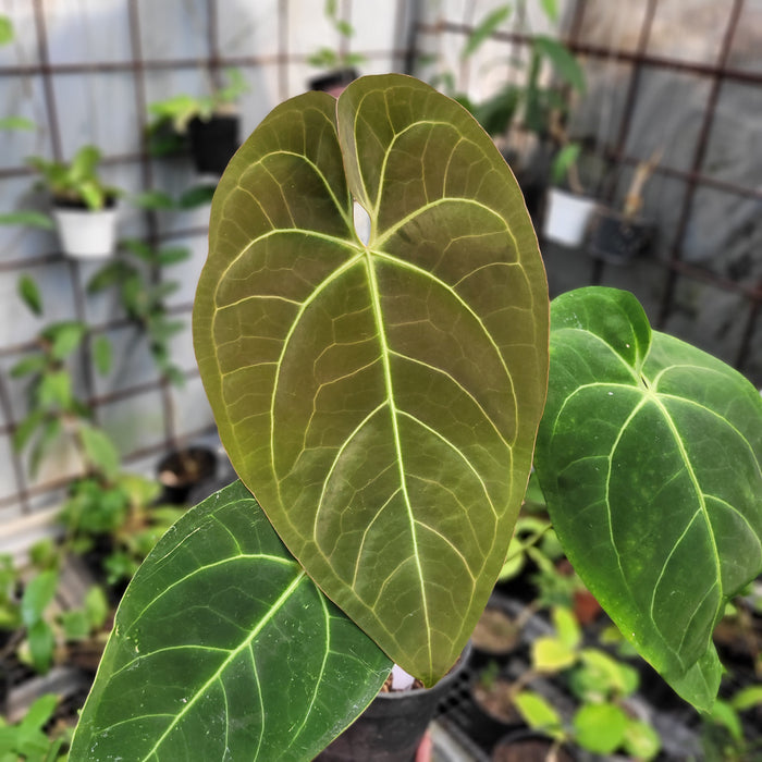 FS004-11 Anthurium marmoratum