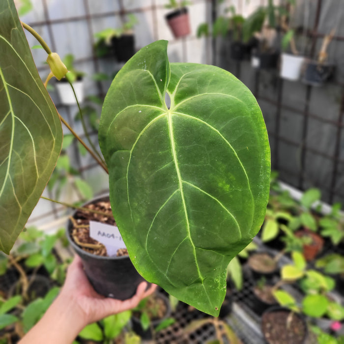 FS004-11 Anthurium marmoratum