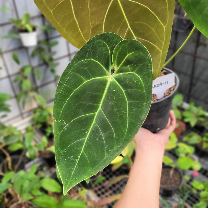 FS004-11 Anthurium marmoratum