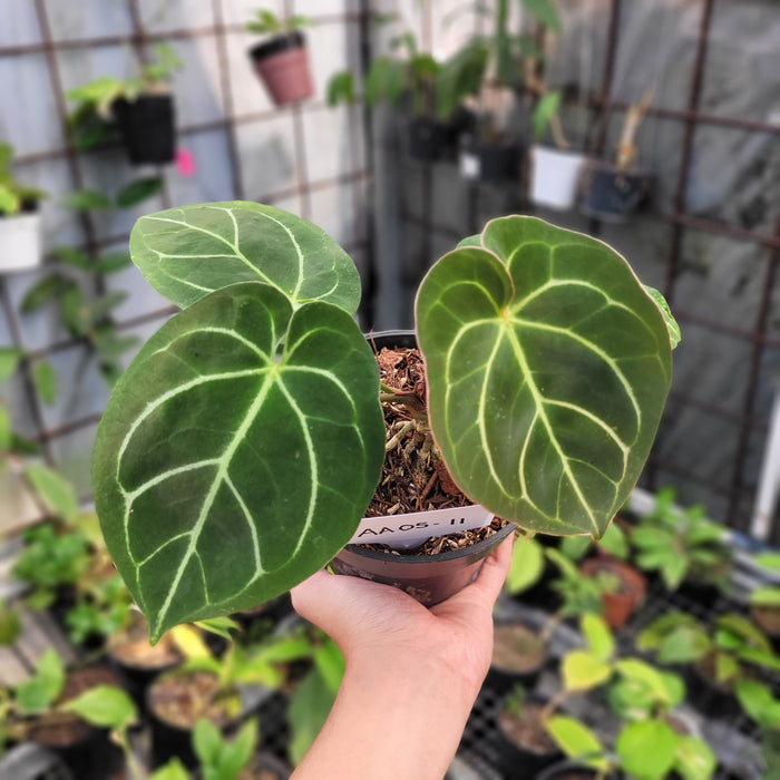 FS005-11 Anthurium Dorayaki Hybrid