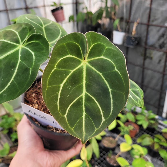 FS005-11 Anthurium Dorayaki Hybrid