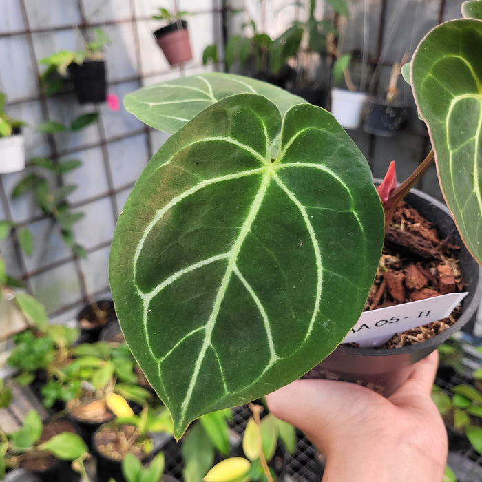 FS005-11 Anthurium Dorayaki Hybrid