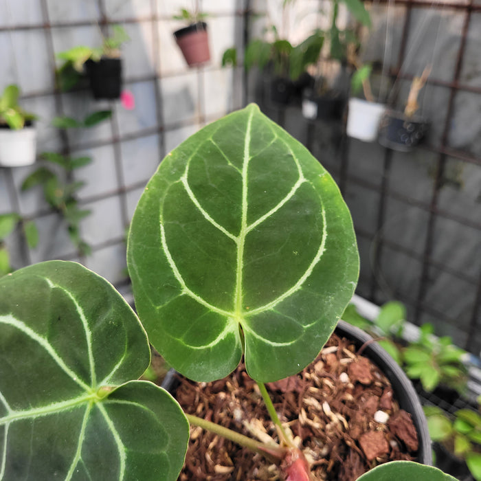 FS005-11 Anthurium Dorayaki Hybrid