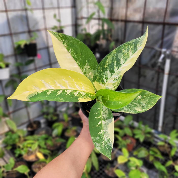 FS008-11 Dieffenbachia Round