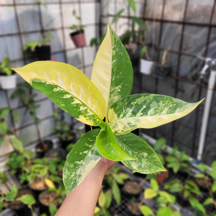 FS008-11 Dieffenbachia Round