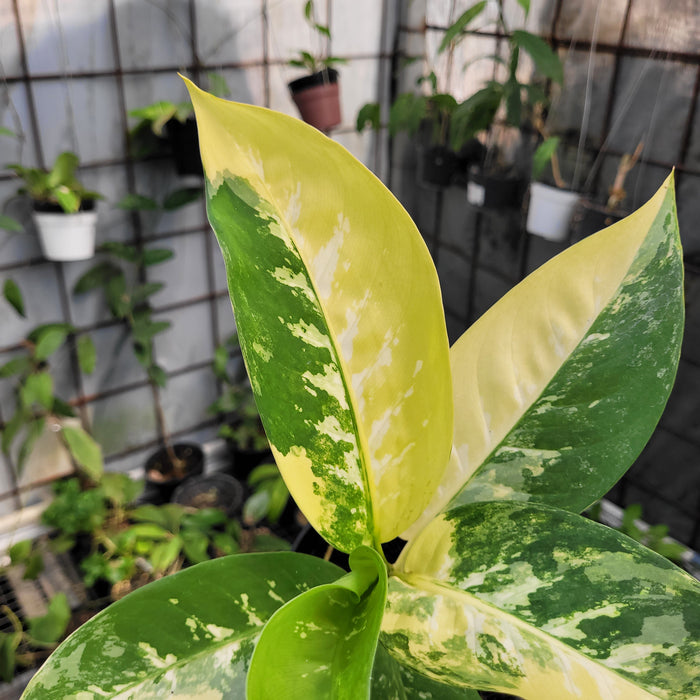 FS008-11 Dieffenbachia Round