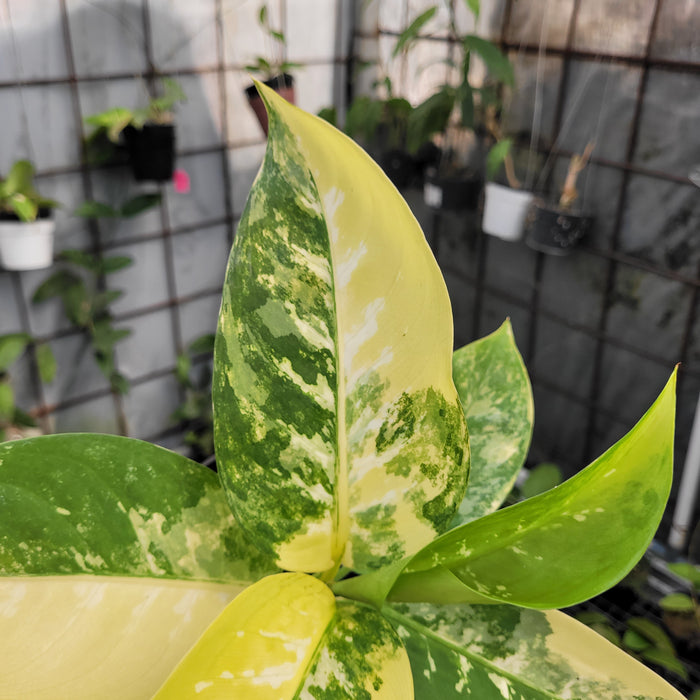 FS008-11 Dieffenbachia Round