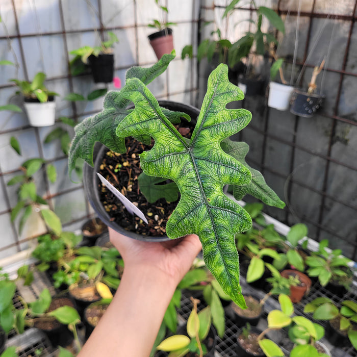 FS009-11 Alocasia Jacklyn