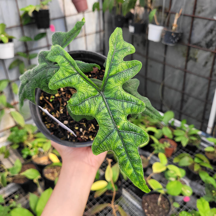 FS009-11 Alocasia Jacklyn