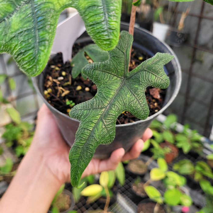 FS009-11 Alocasia Jacklyn