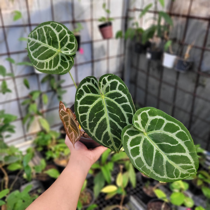 FS010-11	Anthurium Crystallinum x Magnificum