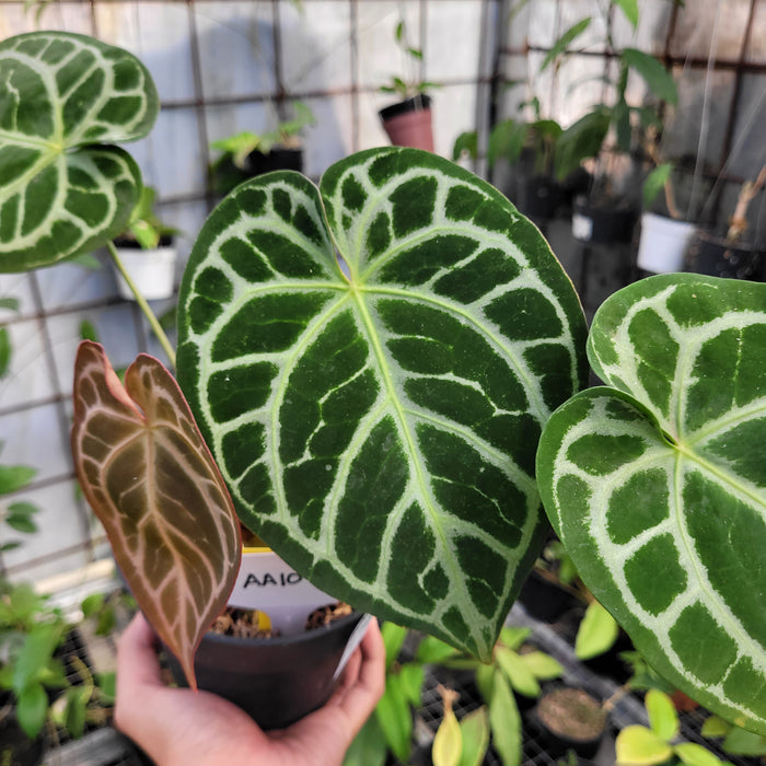 FS010-11	Anthurium Crystallinum x Magnificum