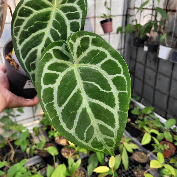 FS010-11	Anthurium Crystallinum x Magnificum