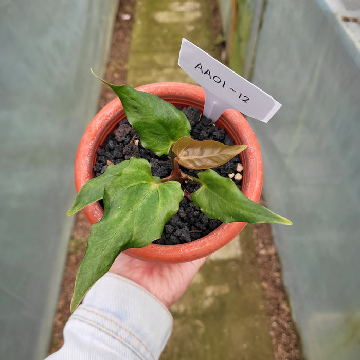 FS001-12 Anthurium Luxurians Indonesia x Papililaminum