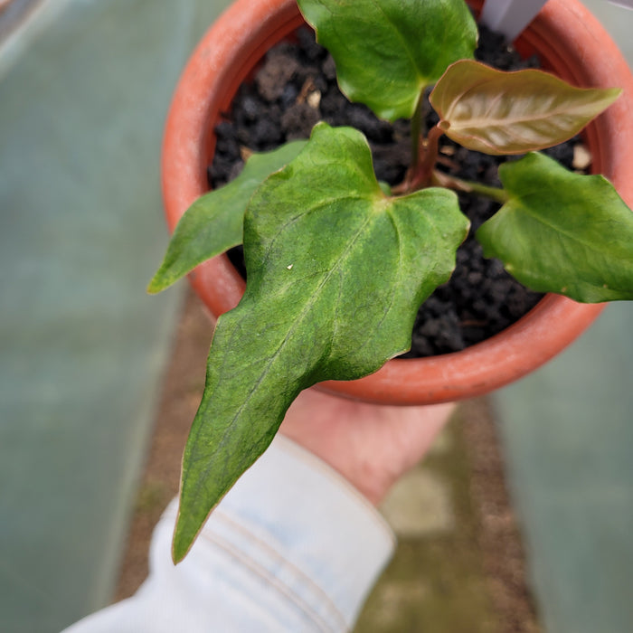 FS001-12 Anthurium Luxurians Indonesia x Papililaminum