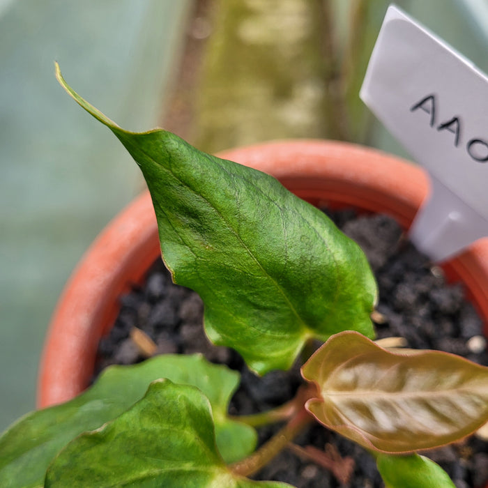 FS001-12 Anthurium Luxurians Indonesia x Papililaminum