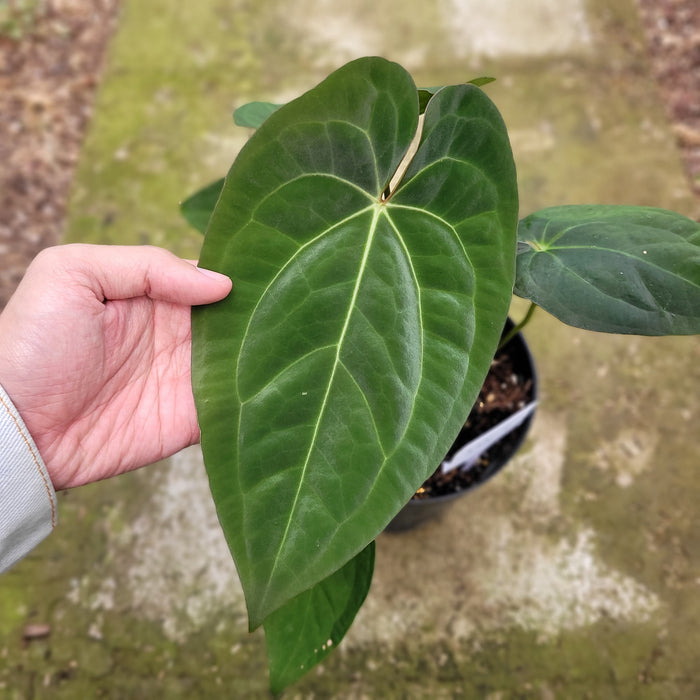 FS002-12 Anthurium Crystallinum x Dark Phoenix