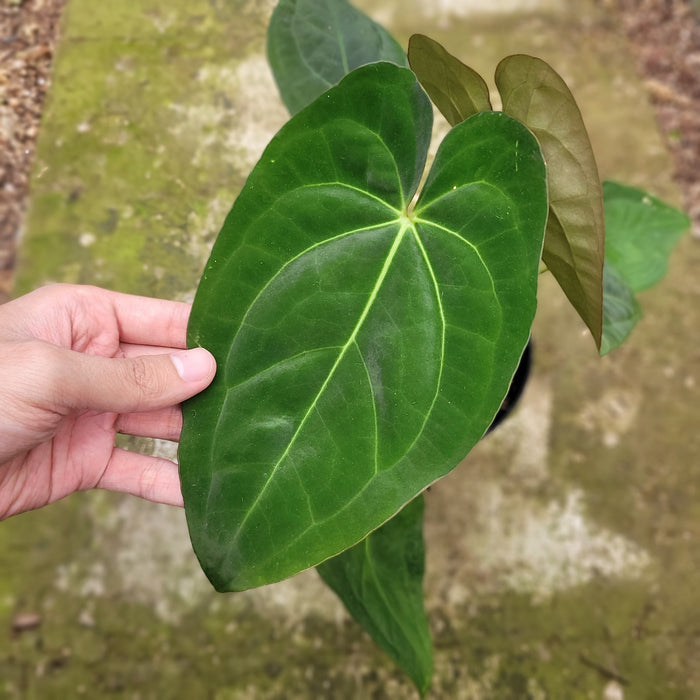 FS002-12 Anthurium Crystallinum x Dark Phoenix