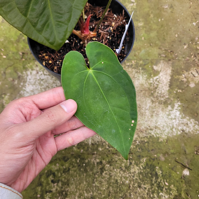 FS002-12 Anthurium Crystallinum x Dark Phoenix