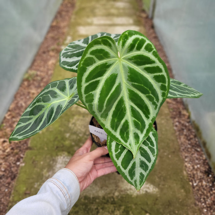 FS003-12 Anthurium Silver Blush