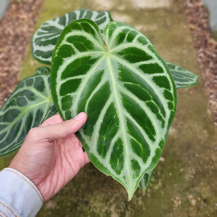 FS003-12 Anthurium Silver Blush