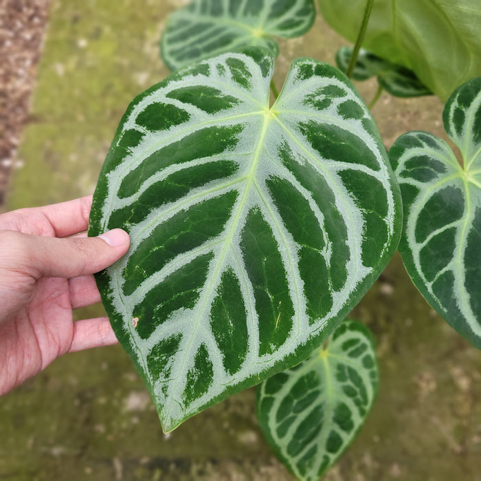 FS003-12 Anthurium Silver Blush