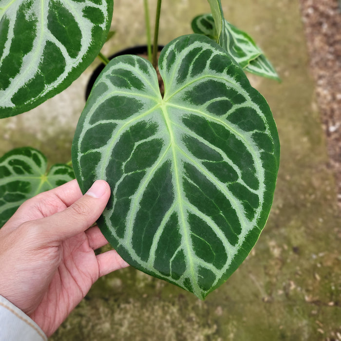 FS003-12 Anthurium Silver Blush