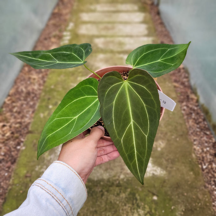 FS004-12 Anthurium Red Spider Seed