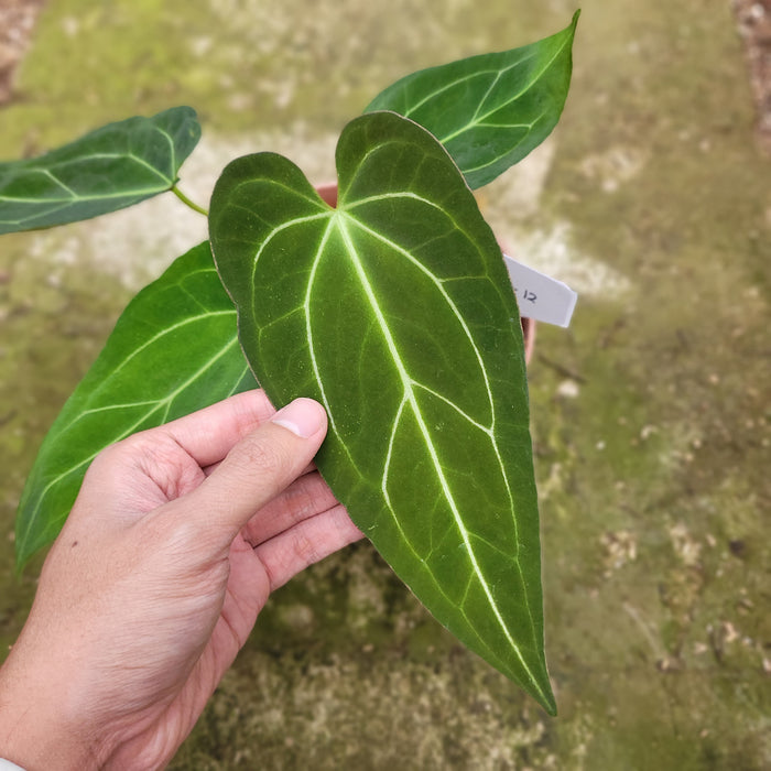 FS004-12 Anthurium Red Spider Seed