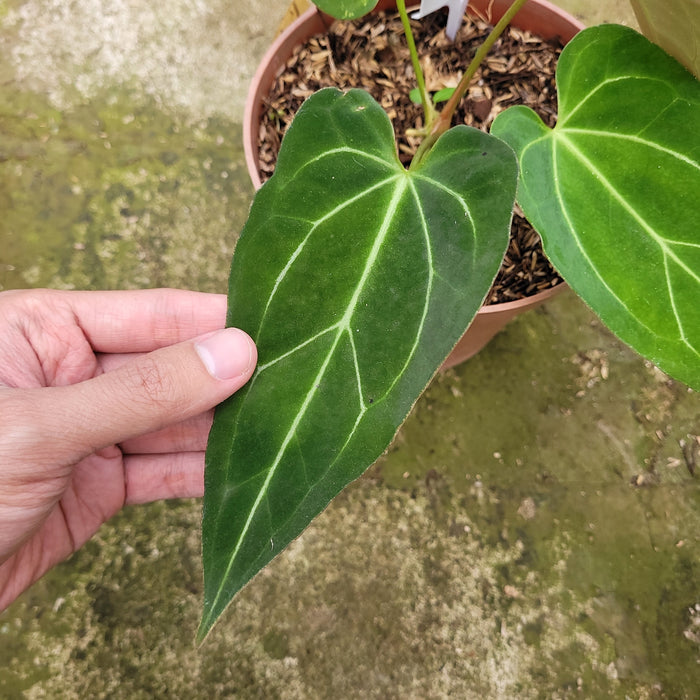 FS004-12 Anthurium Red Spider Seed