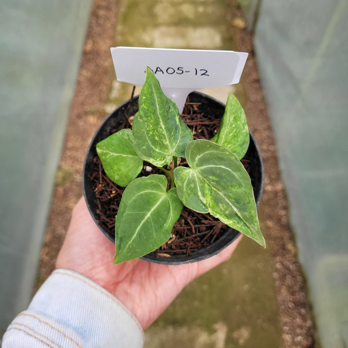 FS005-12 Anthurium Forgetii x Papililaminum