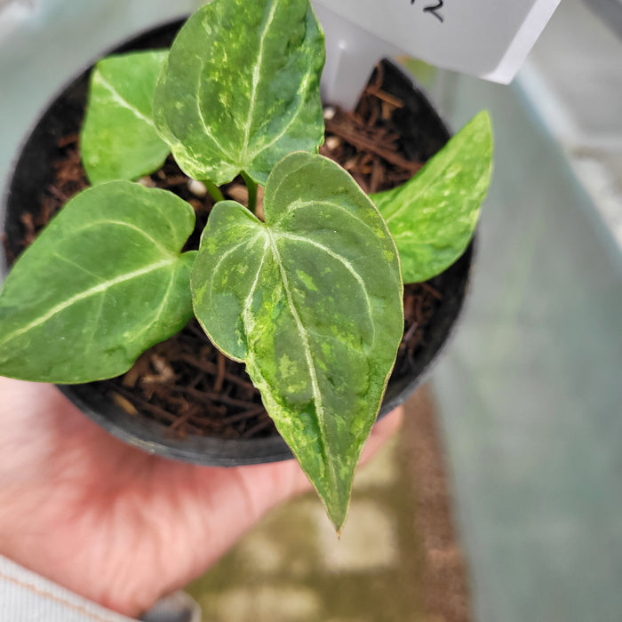 FS005-12 Anthurium Forgetii x Papililaminum