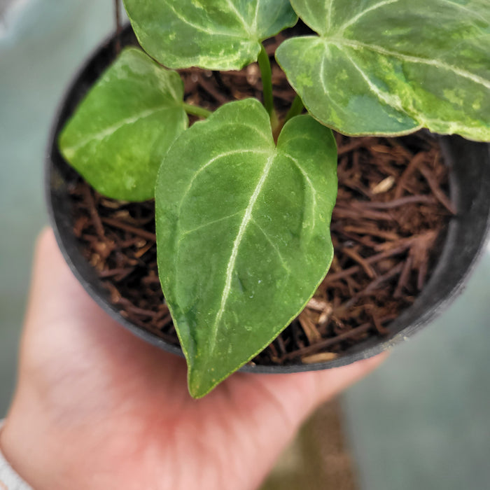 FS005-12 Anthurium Forgetii x Papililaminum