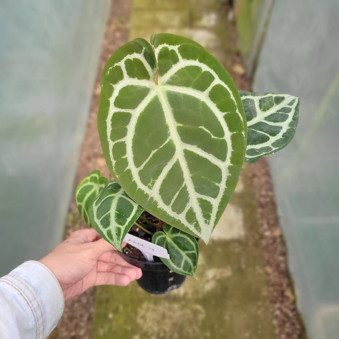 FS006-12 Anthurium Magnificum Verde x Dark Phoenix