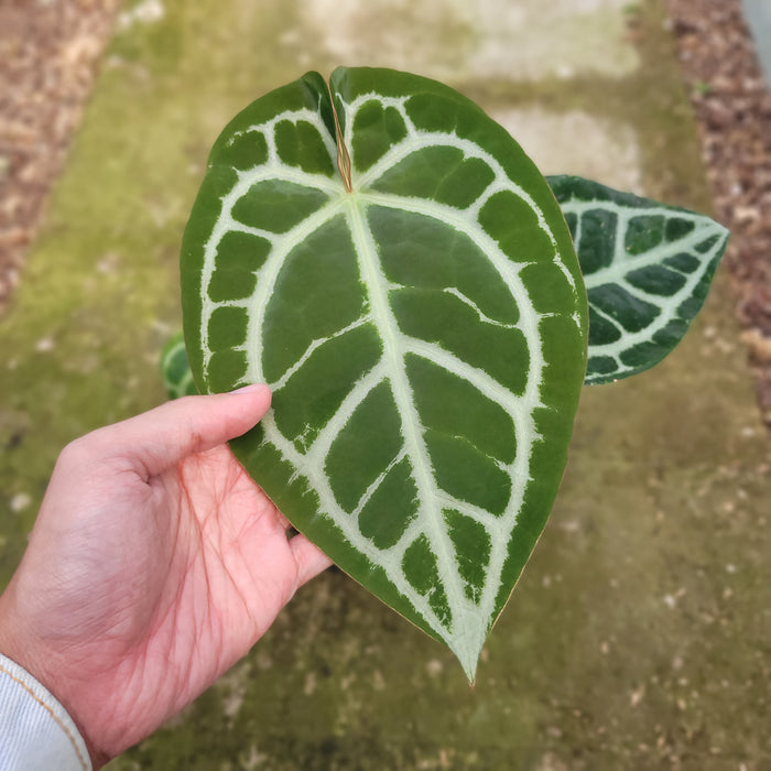 FS006-12 Anthurium Magnificum Verde x Dark Phoenix