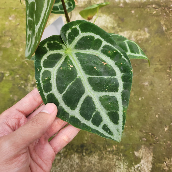 FS006-12 Anthurium Magnificum Verde x Dark Phoenix